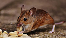 24 Hour & Emergency Exterminators in Pendleton, NY